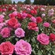 如何控制和调节温度对于盆栽玫瑰花生长有影响吗?