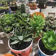 你需要什么类型的植物呢?