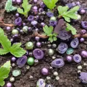 我们能用哪些工具进行叶插来种植紫珍珠植物呢?