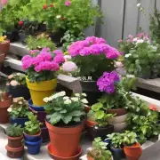 怎样选择合适的花盆来种植花卉?