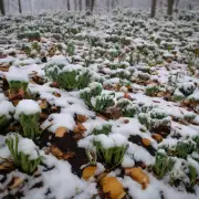 在冬季休眠期是否需要给植物补充养分或进行其他养护措施?