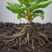 对于那些需要保持土壤湿润的大型植物而言我们可以使用多少量的树根作为施肥材料?