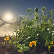 有哪些植物可以在没有阳光照射的情况下存活下去?