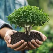 对于发财树这种盆栽而言使用什么样的土壤最好呢?