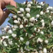 对于发现虫卵或幼虫时应该立即用棉签蘸取少量杀虫剂并轻轻擦拭植株上的部分吗?