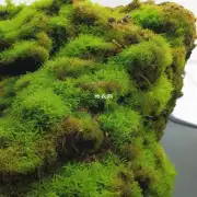 如果盆栽上已经有苔藓覆盖层如何保持它湿润并且不会干掉?