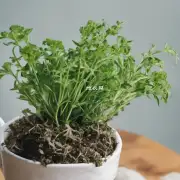 消毒草是什么植物?