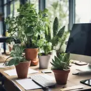 哪些植物有助于提高工作效率和创造力?