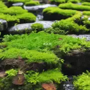 如何让苔藓表面形成更生长环境和生态条件呢?