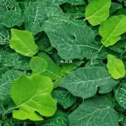 什么是导致植物叶子变成绿色的原因?
