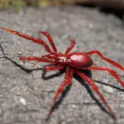 为什么烟丝能够杀死红蜘蛛?