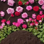 如何选择适合种植盆栽玫瑰花的土壤?