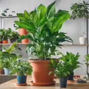 应选室内种植植物时需要注意的事项有哪些?