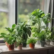 一些常见的室内植物有哪些可以帮助净化空气?