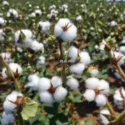 为什么要及时采取措施防止棉蚜对棉花的侵害?