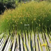为什么百日草会被称为长寿草?
