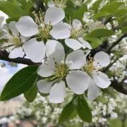 想了解梨树花朵是否还有其他特点或者变化吗?