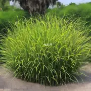 哪些因素会影响孔雀草根部的生长?