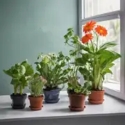 室内花卉施什么成品肥对于植物成长有好处?