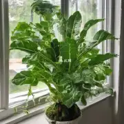 哪些是常见的室内观叶盆栽植物?