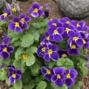 紫金鹃适宜生长于土壤pH值较低的地方吗?