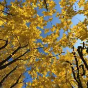当叶子上出现黄叶时应该怎么办?