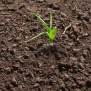 如果发现土壤变得过于潮湿或太干燥那应该怎么做?