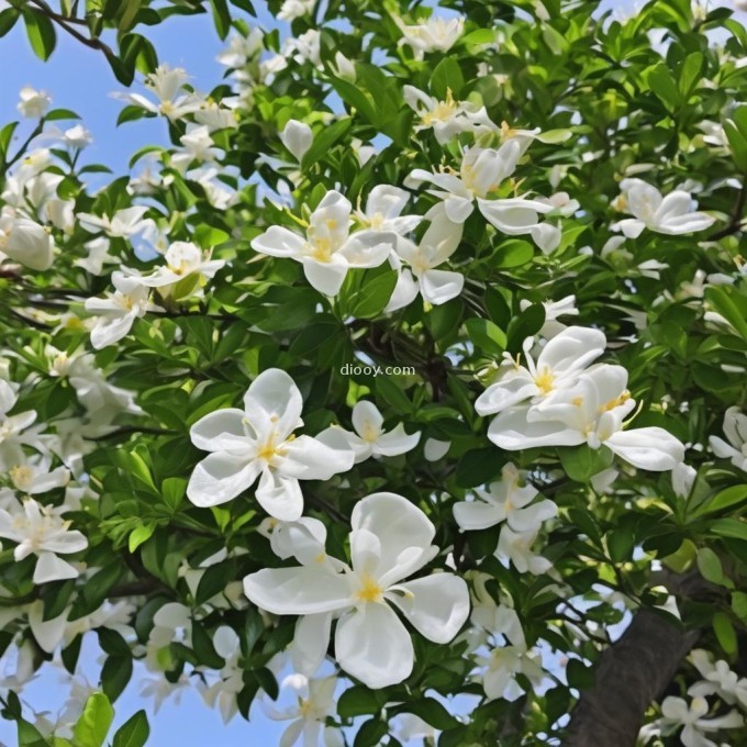为什么茉莉树会长出茉莉花瓣而不是其他颜色或形状的花瓣呢？