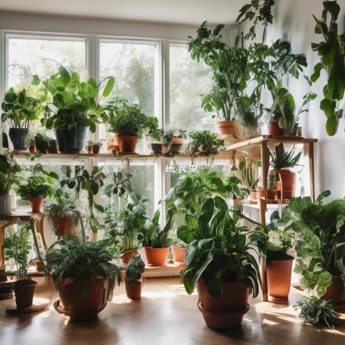 如何在你的家里找到适合不同光照条件的空间用于放置这些植物？