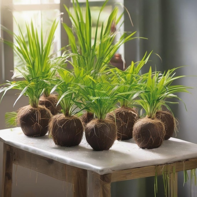 对于那些想要在室内生长迷你椰子树的人来说，你需要注意一些特定事项以确保植物能够茁壮成长。这些包括但不限于哪些方面?