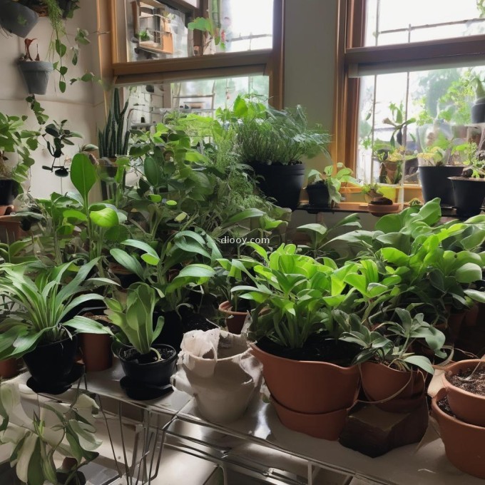 有哪些常见的室内植物是喜欢阴暗环境的吗？