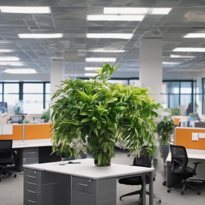 你认为在办公室里放置什么样的植物最合适？为什么？