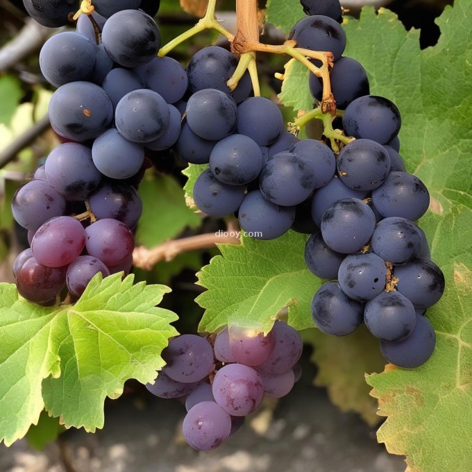 br 当葡萄变成紫黑色时是否意味着它已经完全成熟了？