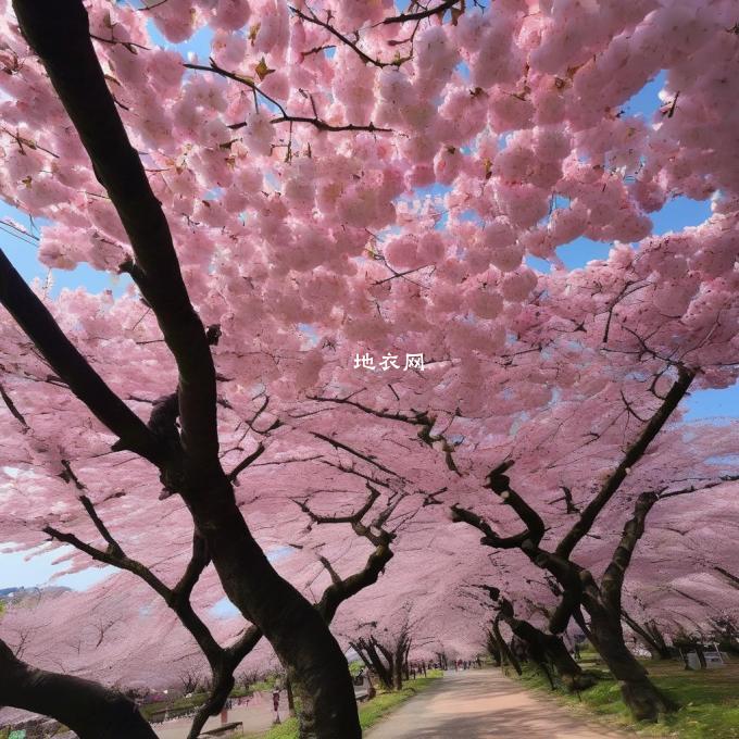 第五个是在日本有很多种不同颜色的樱花吗？