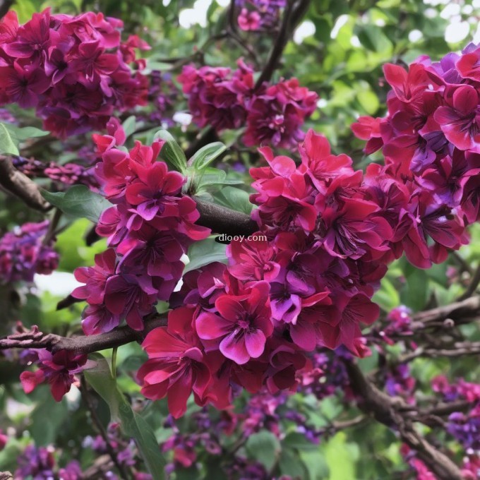 铁树的花是紫色或红色？