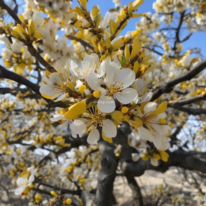 银杏树开花时有哪些特征和迹象表明它即将进入季节性休眠期（如叶子变黄）?