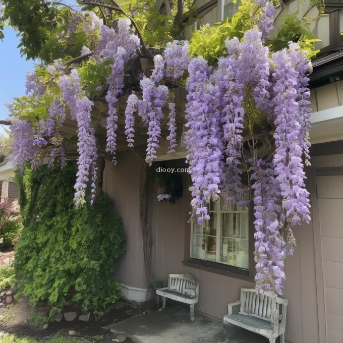 How often should I prune my wisteria plant?