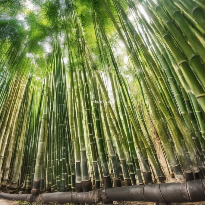 你想进一步了解紫竹所需要的各种养分含量以及它们的作用么？