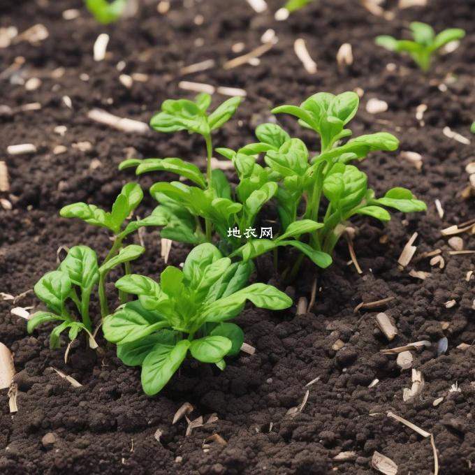 什么是有机质这种概念对于盆栽植株来说有哪些作用及其特点？它与其他类型肥料相比的优势是什么？