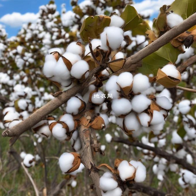 中美木棉为什么叫做发财树？