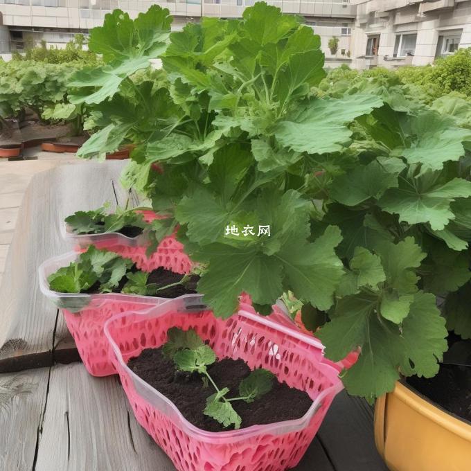 在阳台上种植哪种西瓜最好？