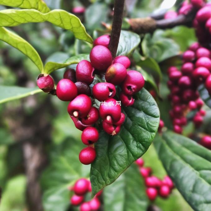 不同品种的咖啡豆开花的时间会有所区别吗？