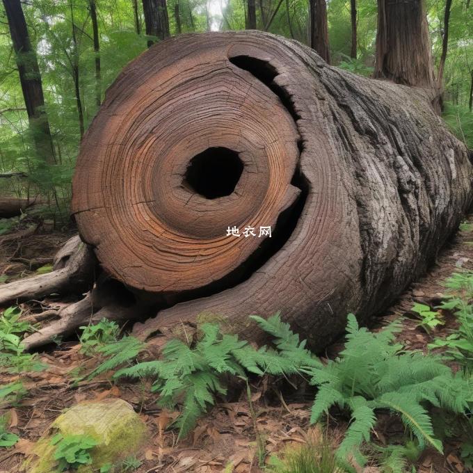 这根粗粗的树干像一根巨大的铅笔芯一样直挺挺地耸立在大地上？