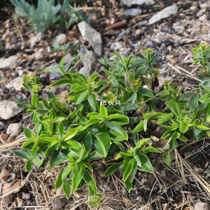 湖北山上的盆栽植物是否有抗虫害的能力?