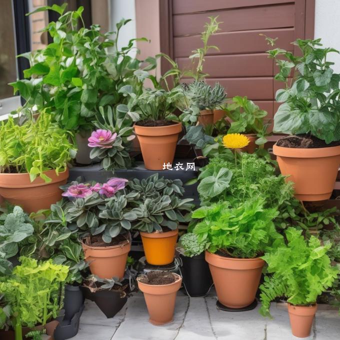 有哪些植物被虫害影响较小且适合用于室内装饰和种植在阳台上?