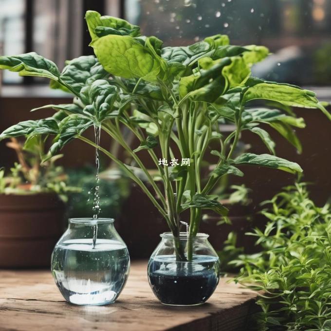 一盆植物可以使用什么类型的水来进行浇水?